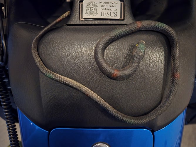 Rubber snake placed on a motorcycle seat under a religious plaque, used as a bird deterrent and theft prevention hack